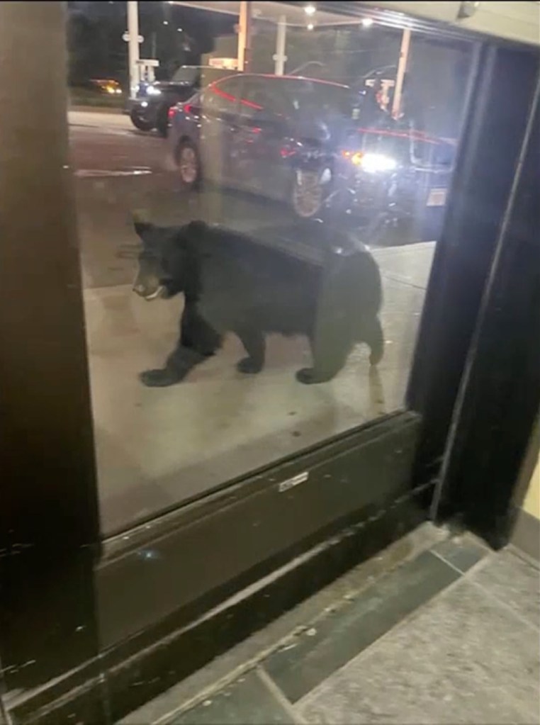 Bear seen during doughnut caper