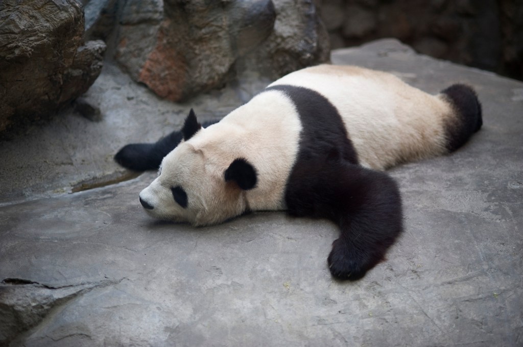 A giant panda is pictured at the Beijing Zoo.