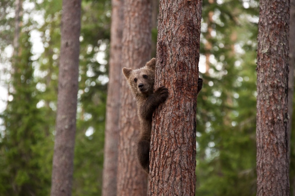 Young brown bear 