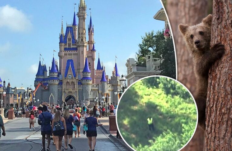 Bear’s shocking visit to Disney World forces multiple ride closures