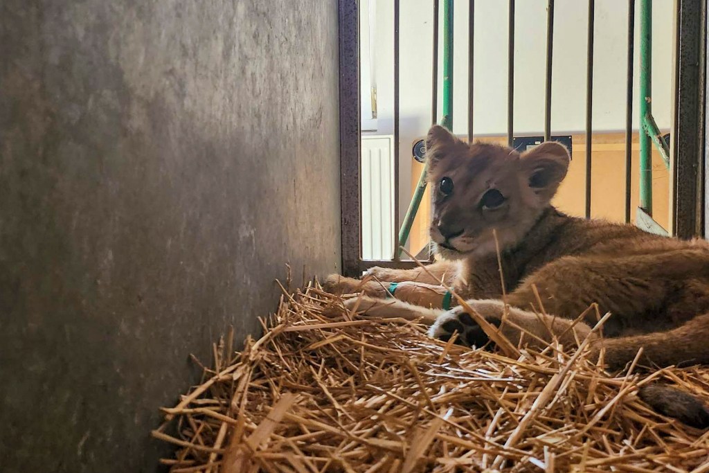 Local media said that a Subotica resident spotted the cub on the road and called the police, who then took it to the zoo.