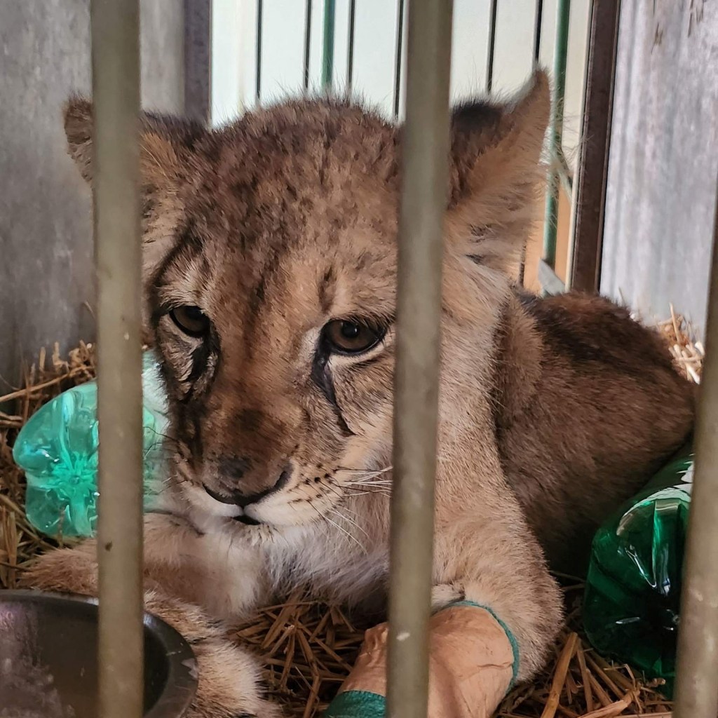 Reports also said that the cub was friendly and wasn’t afraid of people.