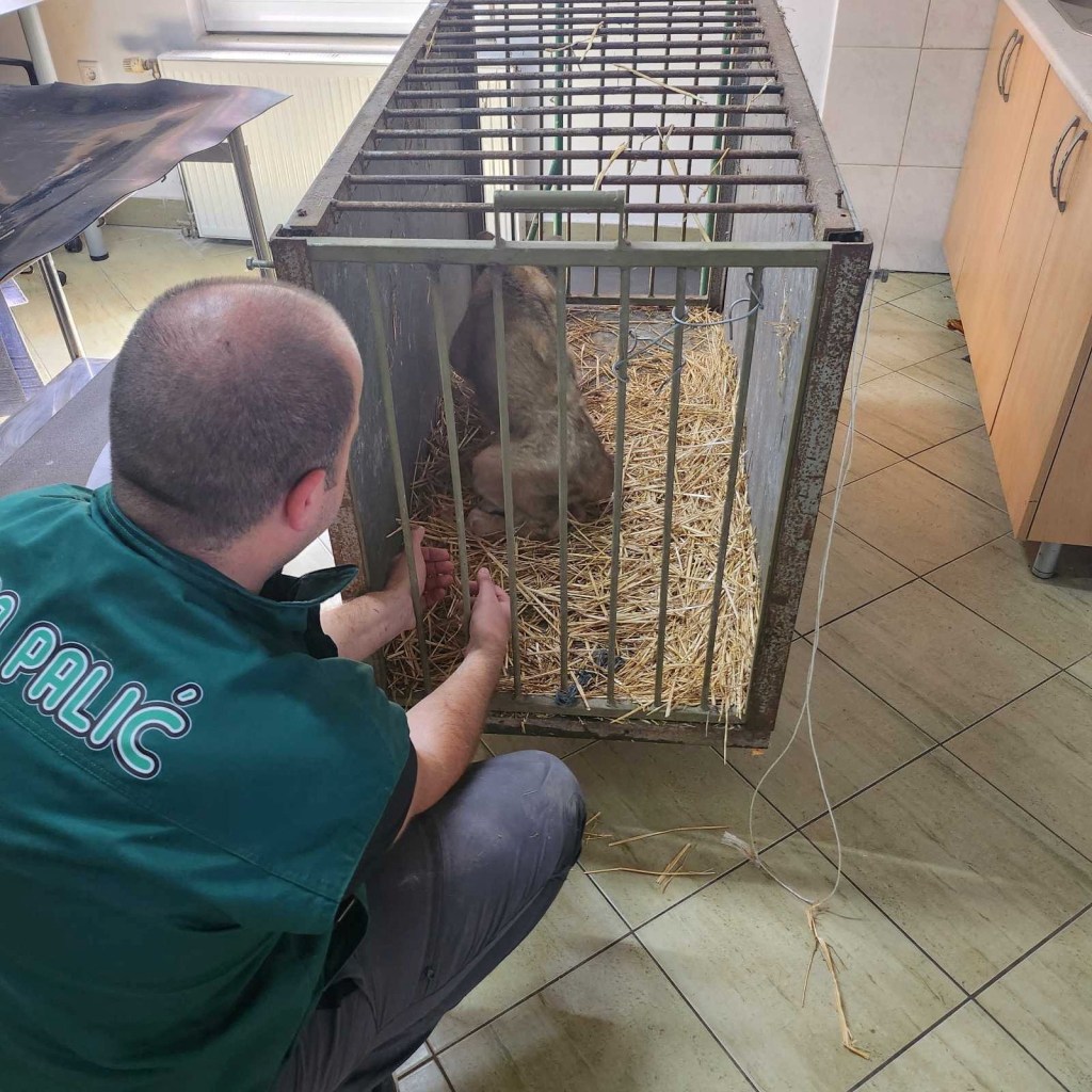 Mandic said the lion was in “pretty poor shape” and was receiving treatment and infusion to improve its condition.