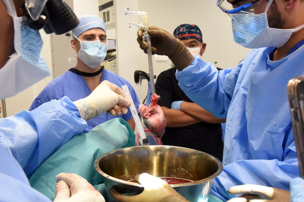 Surgeons have transplanted a pig’s heart into a dying man – only the second patient to ever undergo the experimental procedure.