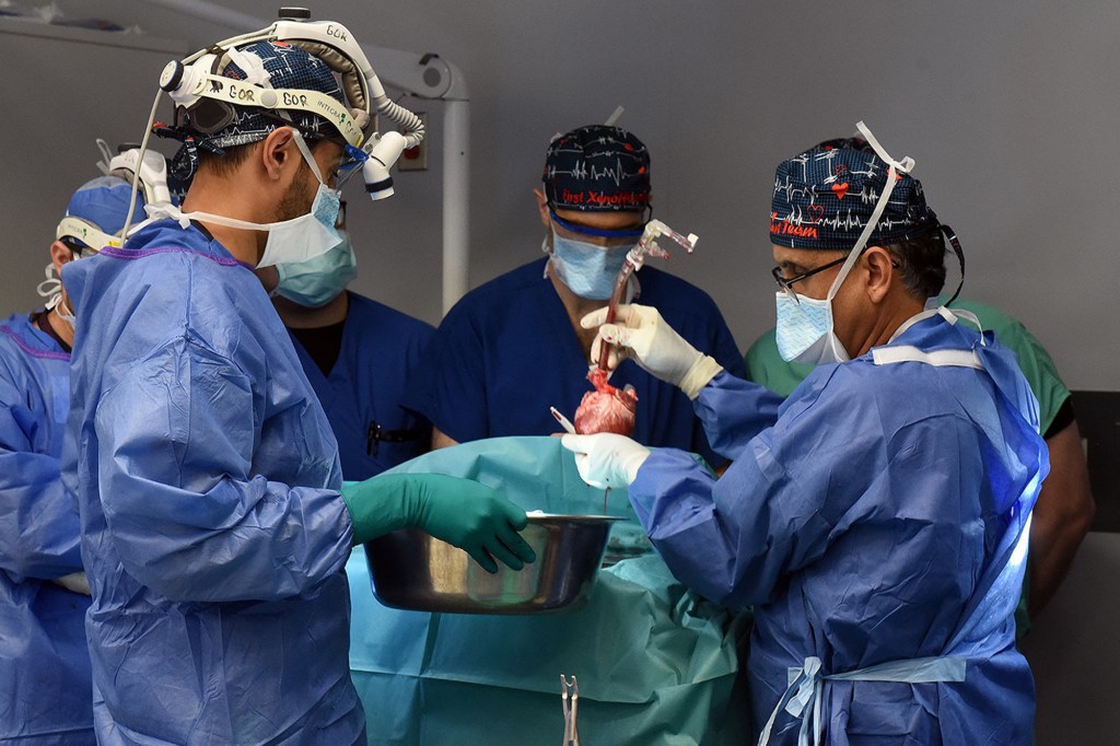 Surgeons ready the pig heart for transplant.