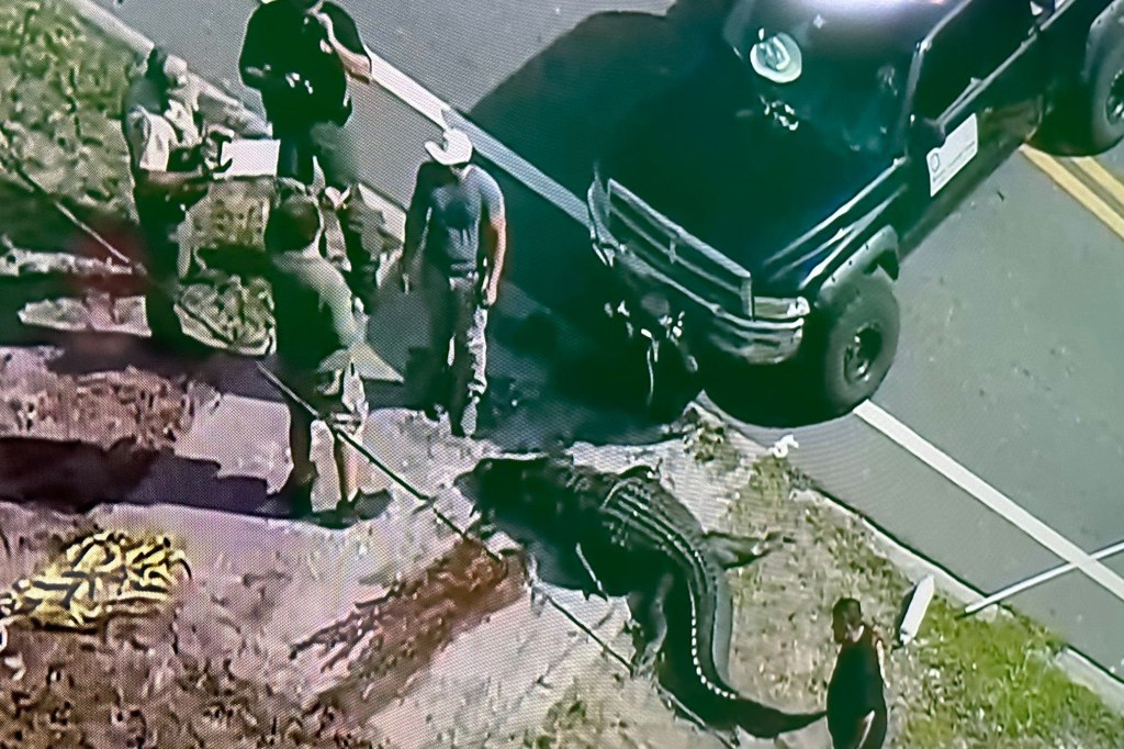 Pinellas County Sheriff’s Office police respond to Sabrina Peckman being found in an alligators mouth.
