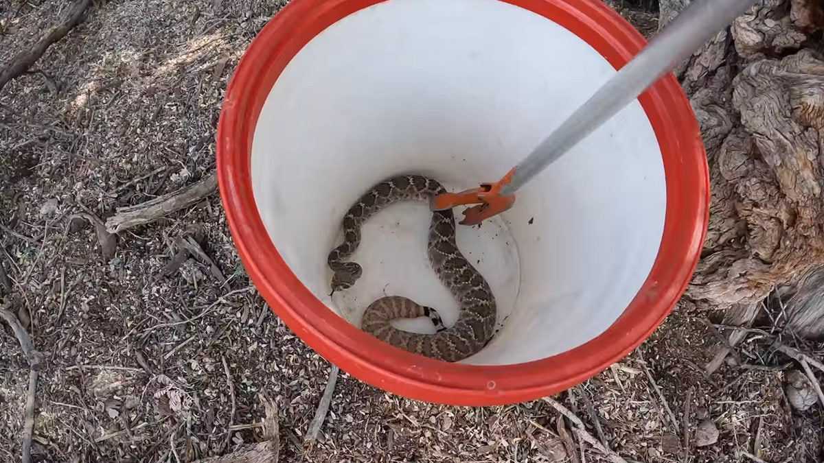 arizona rattlesnakes