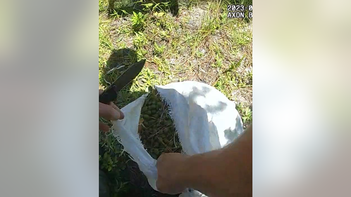 Cut bag filled with berries