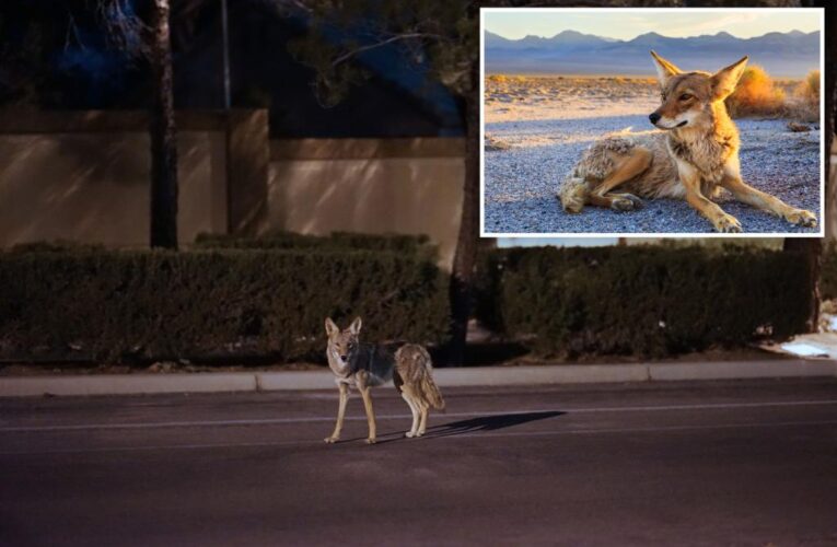 Massachusetts cities, towns warn dog walkers to be careful after pet snatchings by coyotes