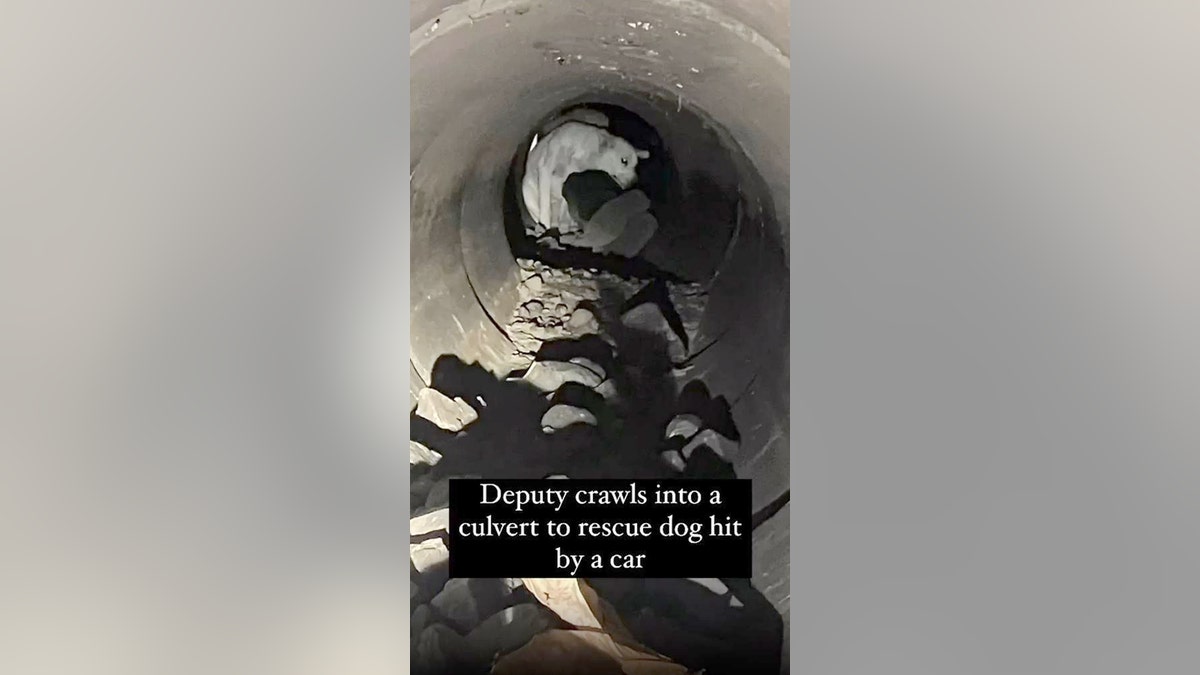 Dog saved from culvert WA three