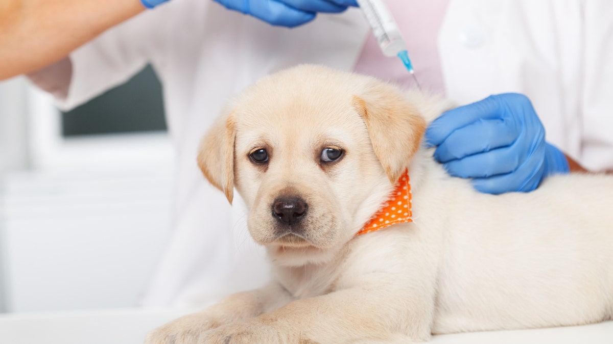 Dog vaccination