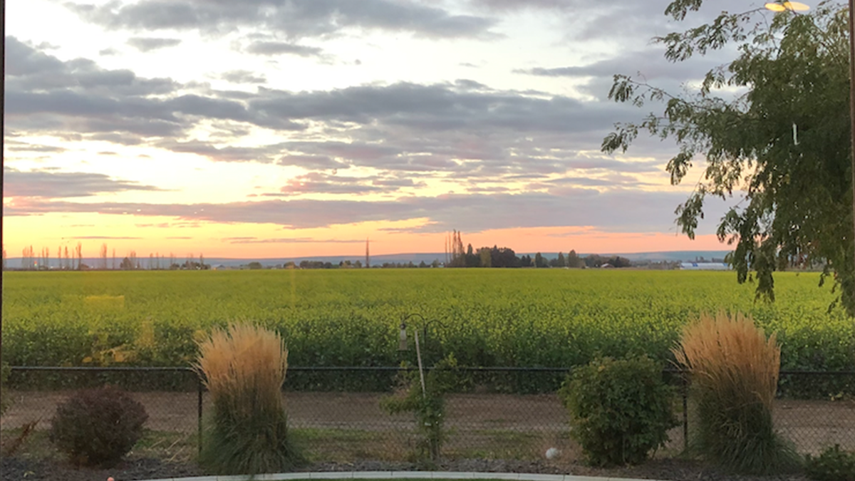 backyard view of Washington State farm