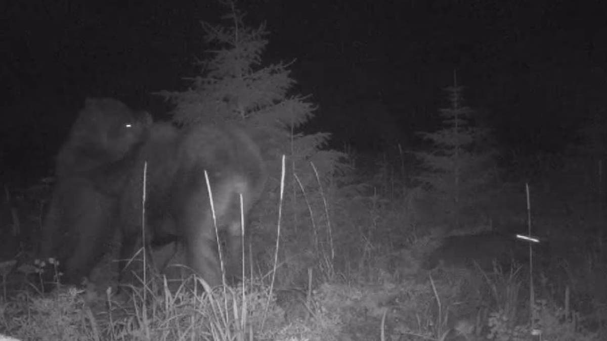 Bear attacking moose while wolf pursues calf