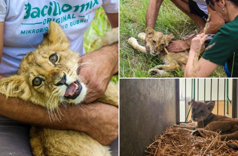 Lion cub found wandering on road in northern Serbia, taken to zoo
