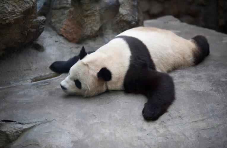 Giant pandas in captivity may be suffering from ‘jet lag’