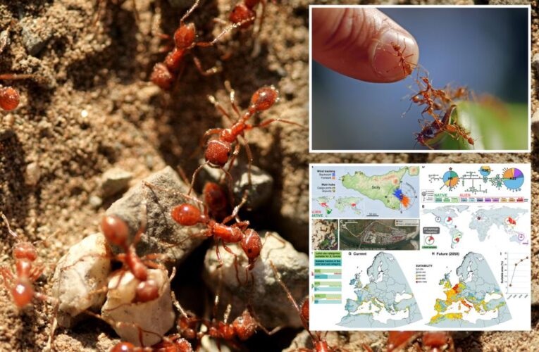 Red fire ants, one of world’s most invasive species, storms Europe