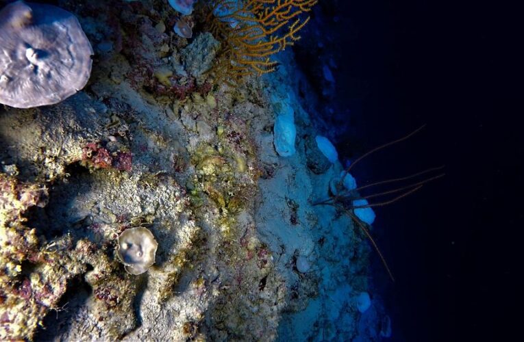 Warmer oceans have bleached corals at depths previously thought impossible