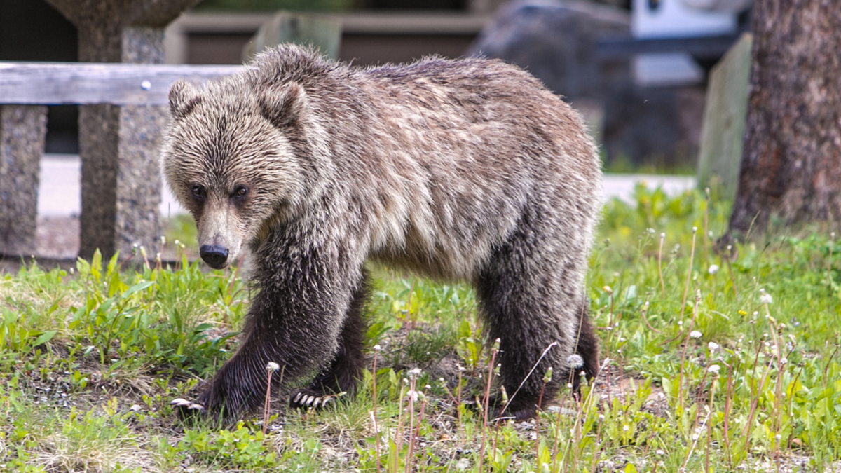 Grizzly bear in Banff National Park in Alberta