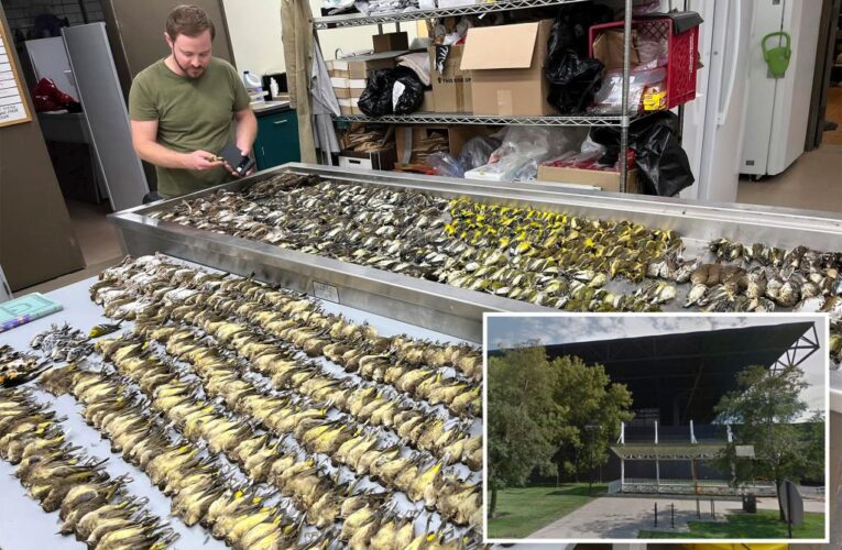 1,000 birds dead after flying into Chicago building on same night