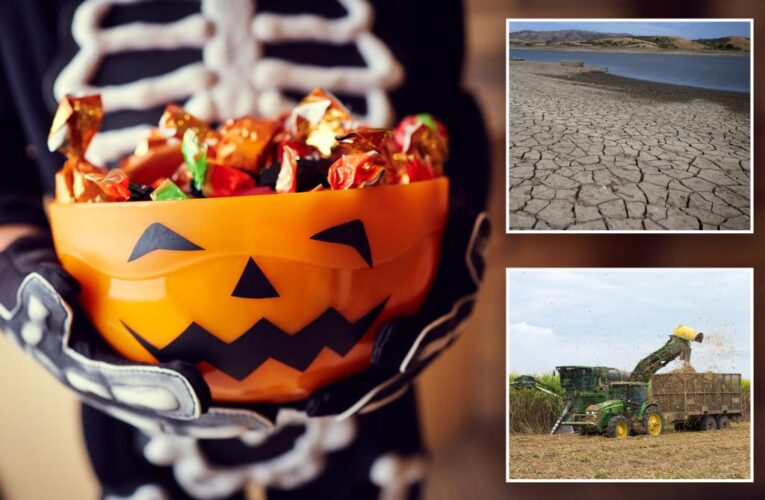 World sugar shortage due to extreme weather threatening Halloween candy prices