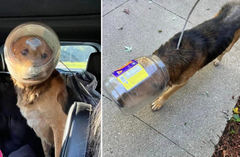 Dog rescued after three days with head stuck in cheeseball bucket