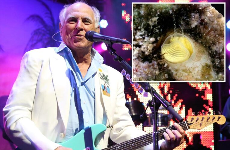 Florida Keys snail species named after iconic Jimmy Buffet song