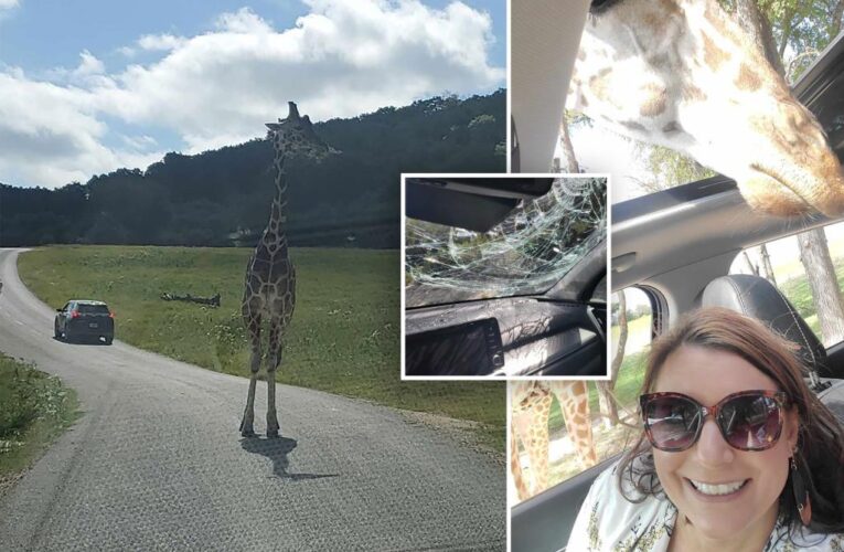 Giraffe falls, smashes into family’s windshield at Fossil Rim Wildlife Center