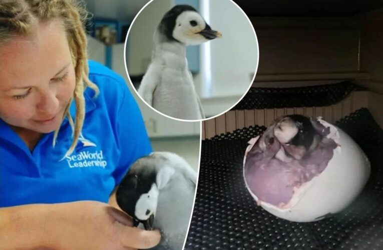Rare emperor penguin hatches at SeaWorld for first time in 13 years