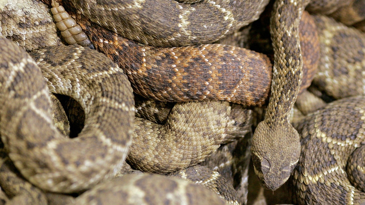 Eastern Diamondback Rattlesnake