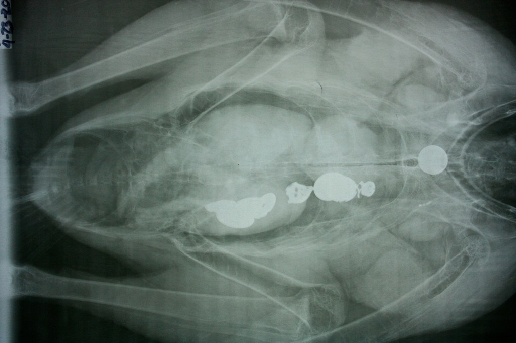 An X-ray image below shows the throat of a condor with coins lodged in the bird's digestive tract. 