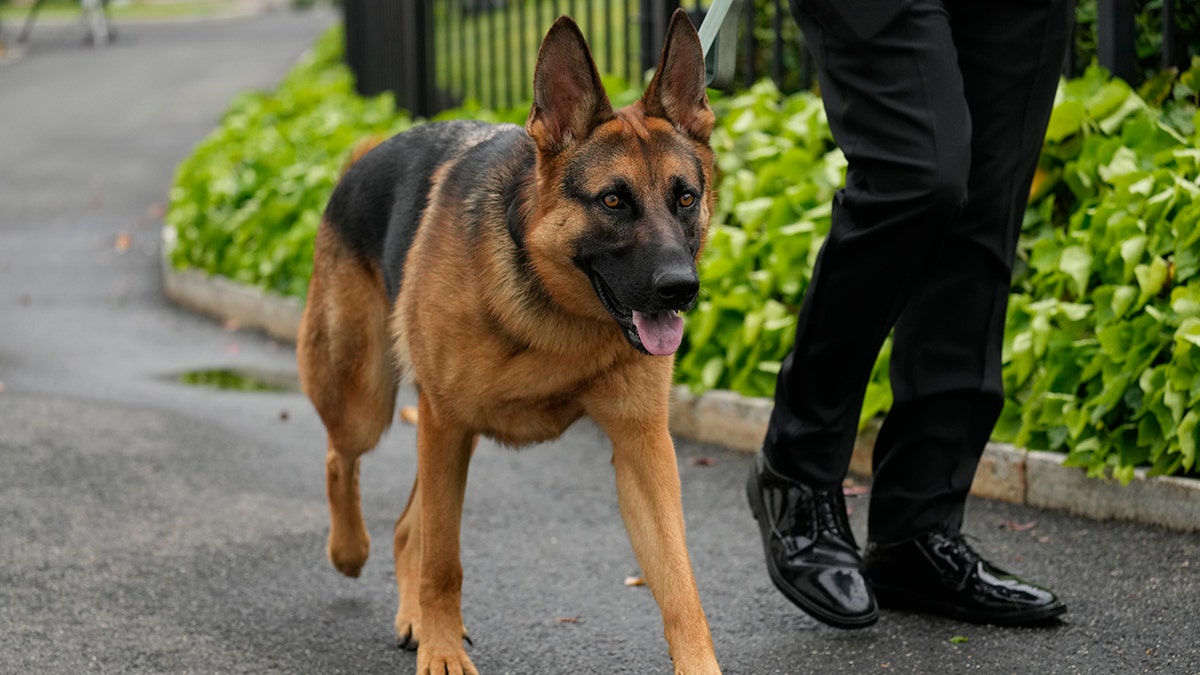 dog commander on a walk