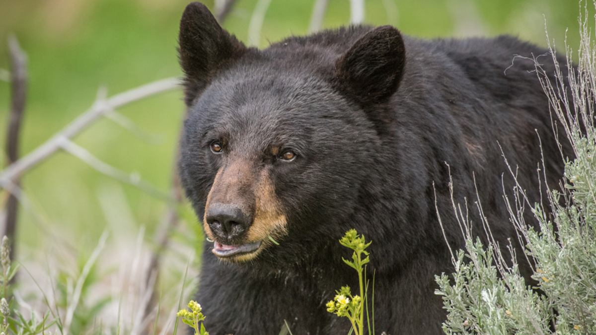 Black bear in the wild