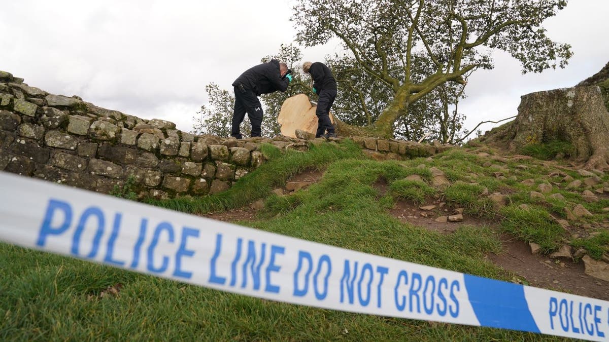 Police tape near felled tree