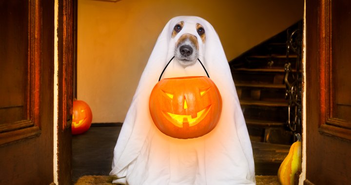 Happy Howl-oween! Send us photos of your pets dressed up in costume