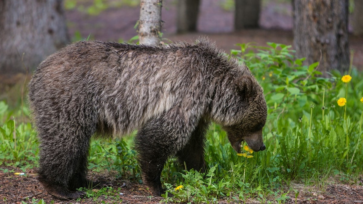 Grizzly bear in Banff National Park