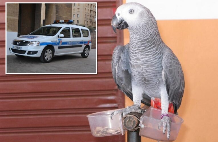 Stolen parrot reunited after telling French cops its name