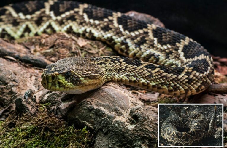 Cincinnati Zoo worker bitten by eastern diamondback rattlesnake