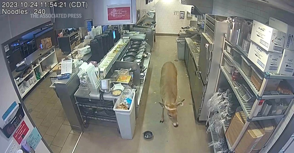 Surveillance footage that captured the incident shows the creature running through the middle aisle of the eatery, causing frightened diners to run