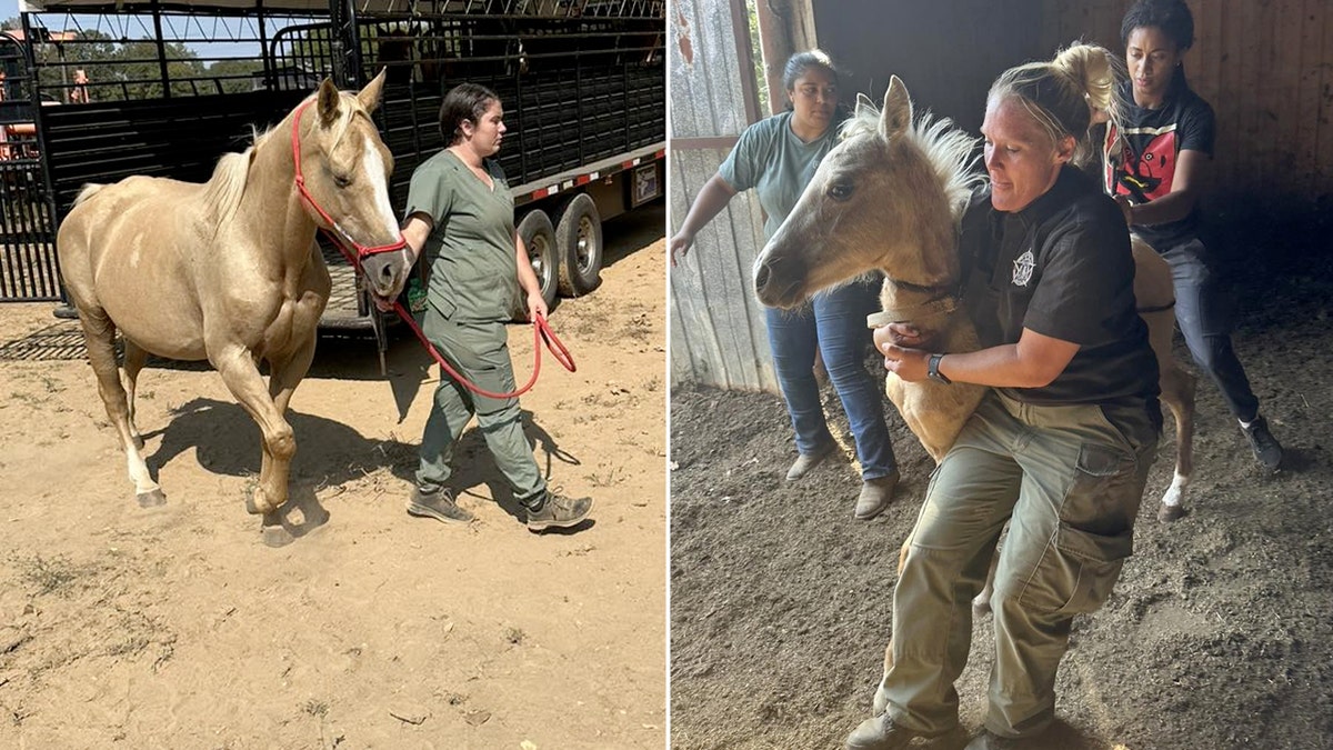 Rescued horses