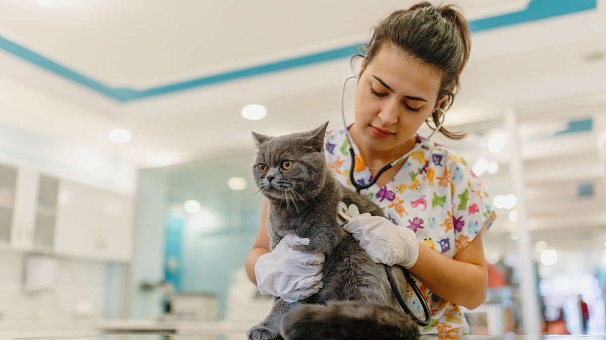 cat at the vet