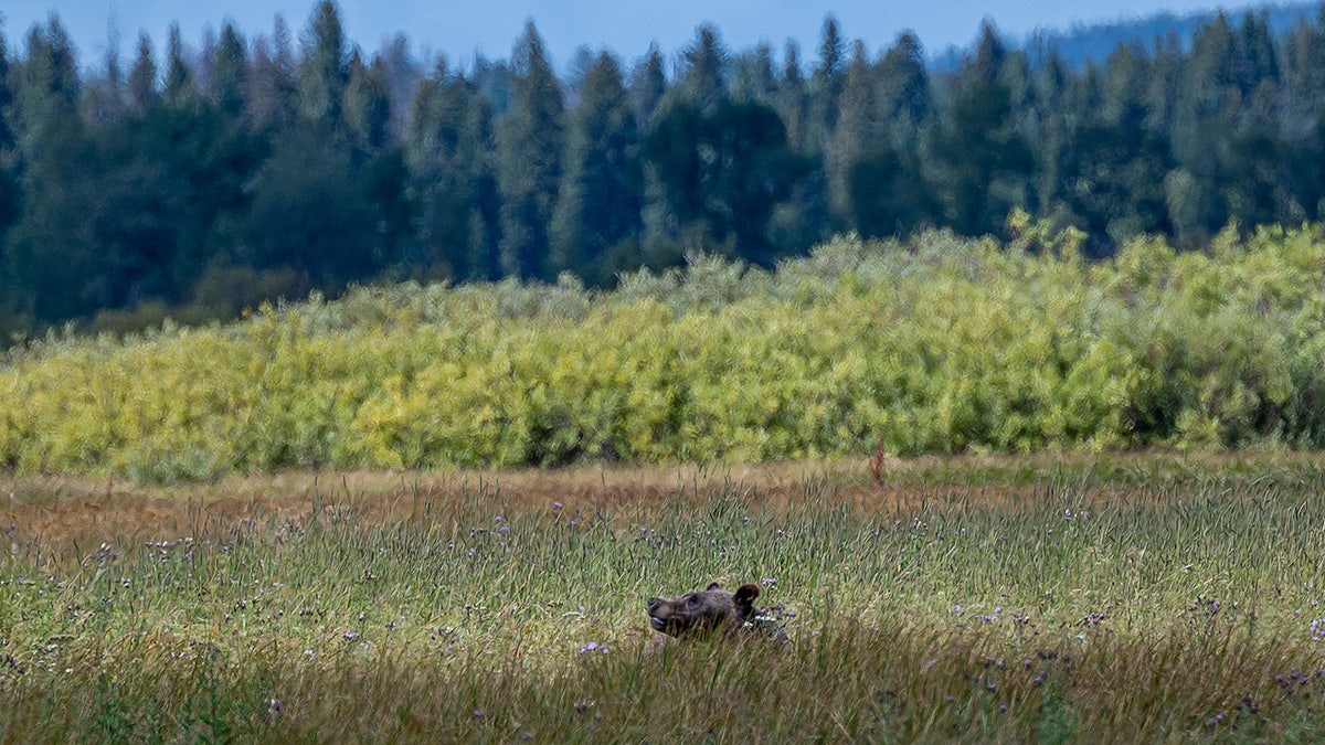 grizzly in wyoming