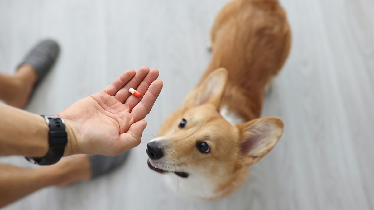 Dog looks up while owner presents pill.