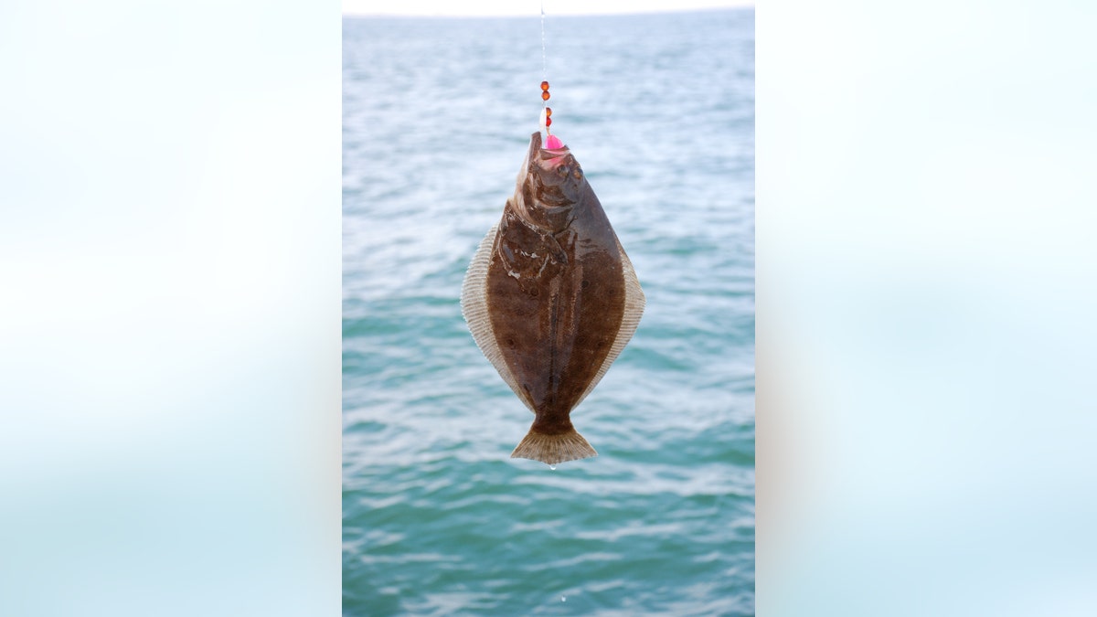 Fluke or Summer Flounder (Paralichthys dentatus)