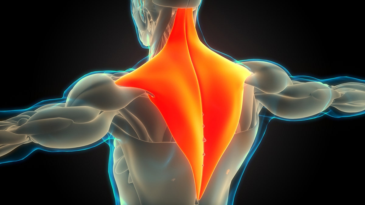 trapezius muscle