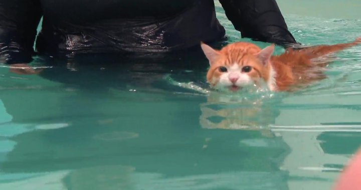 Peaches the fat swimming cat from Edmonton makes splash on TikTok