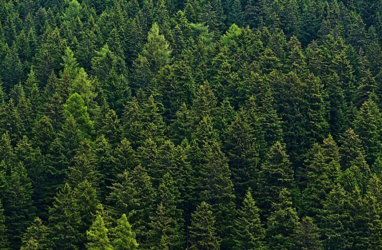 Finland, Ireland, France: Which European countries have the most and least forests?