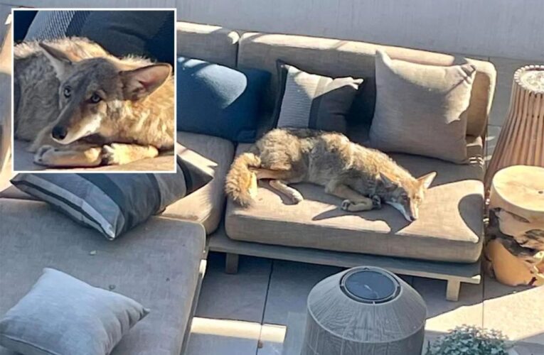 Napping coyote reluctantly leaves perfect sunbathing spot on San Francisco patio
