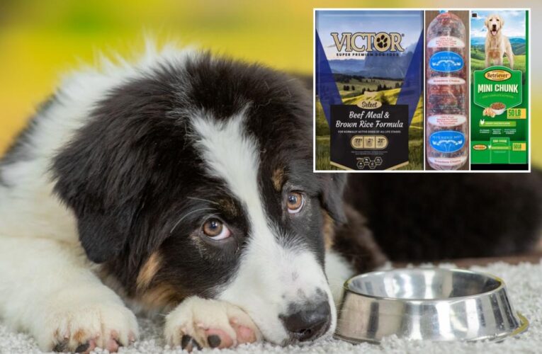 Three popular dog foods recalled due to potential Salmonella contamination