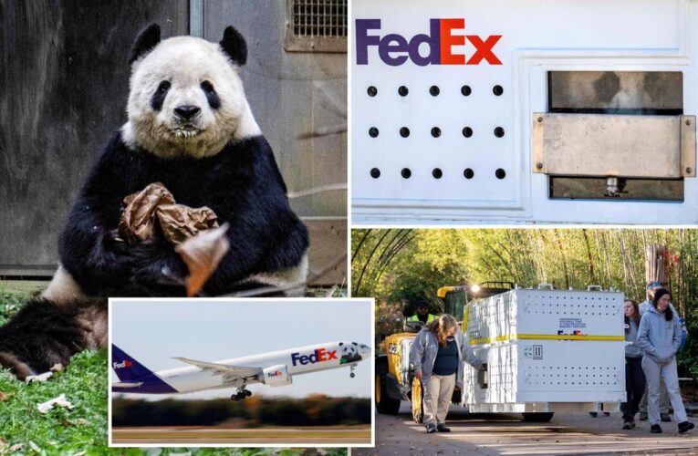 3 Chinese pandas are flying back to their homeland after spending 10 years in DC zoo