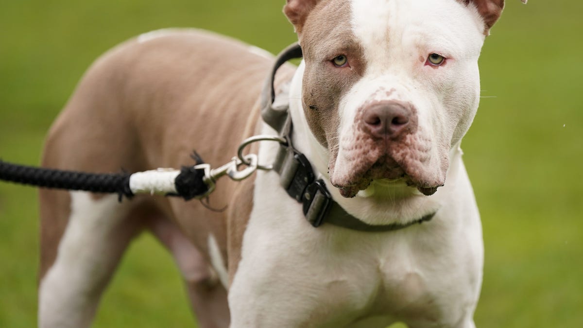 An American XL Bully dog looking at the camera